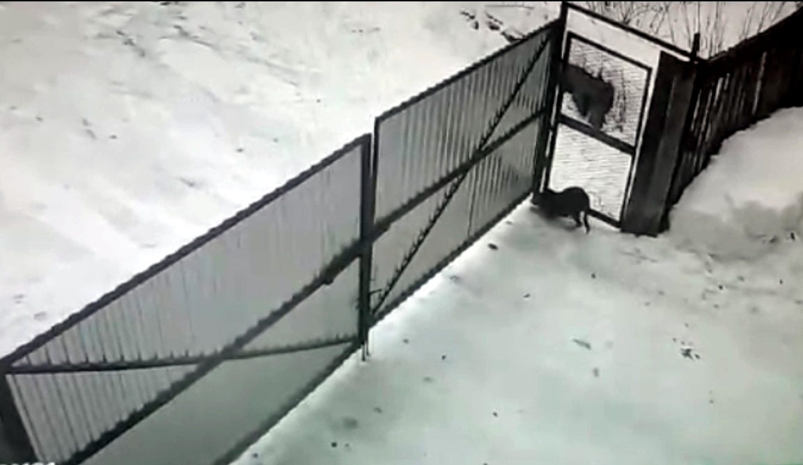 Щенок метался у ворот, но выбраться и догнать хозяина не смог