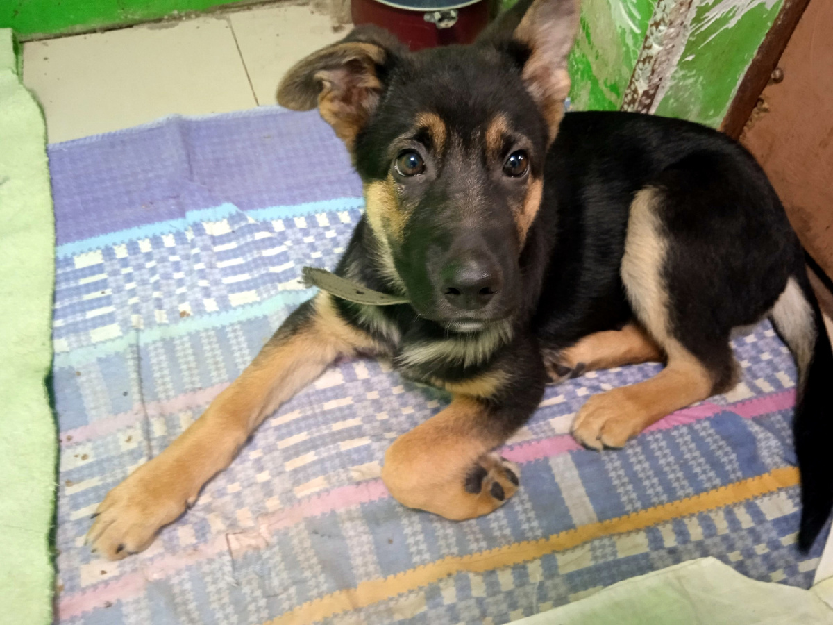 Она в приюте, как зовут ее - нам неизвестно