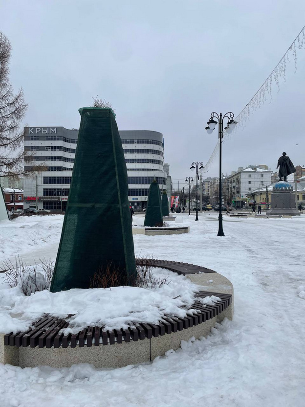    Туи у Вятской филармонии спрятали от солнца