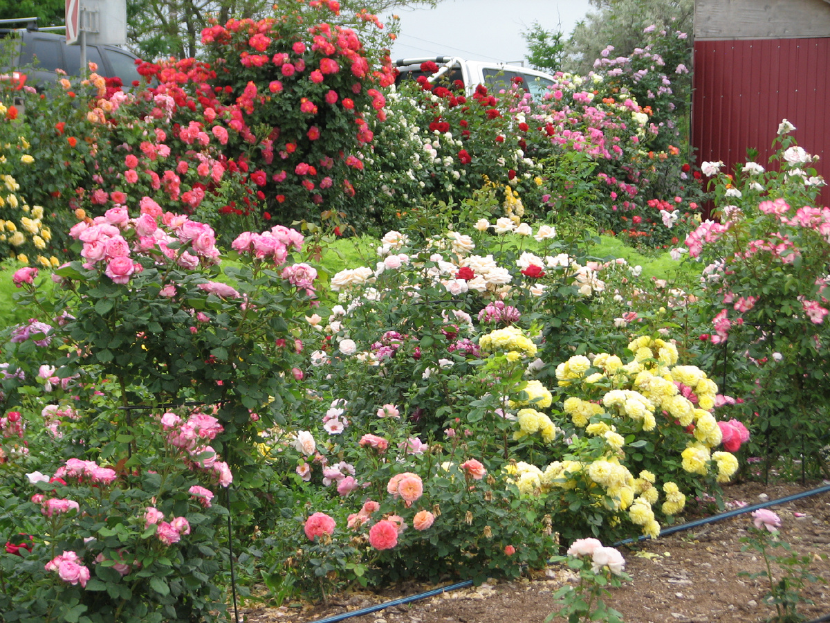 Все сорта роз можно купить в нашем интернет магазин – rozarium.biz