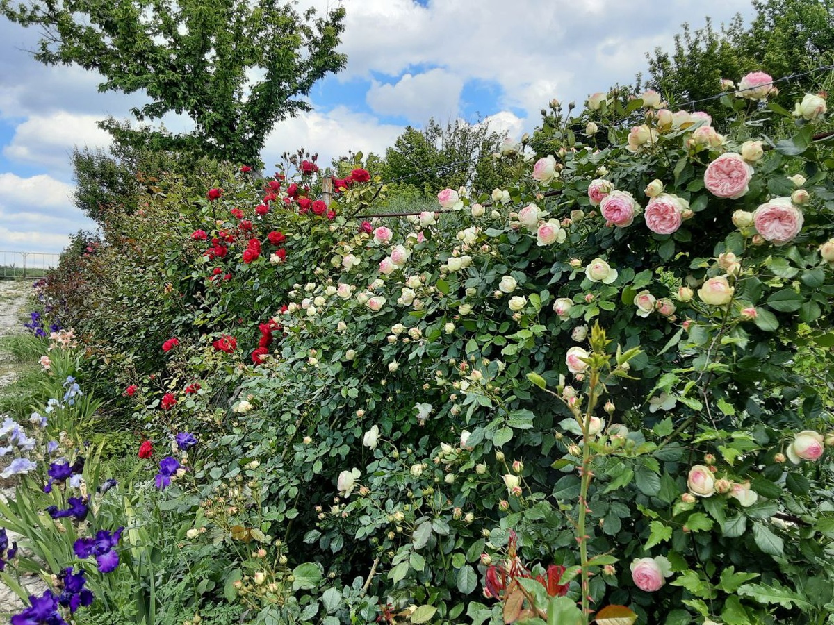 Все сорта роз можно купить в нашем интернет магазин – rozarium.biz