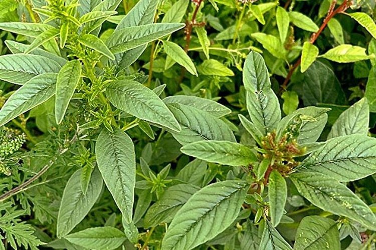    Щирица бугорчатая ужасает американских фермеров своей множественной устойчивостью к гербицидам