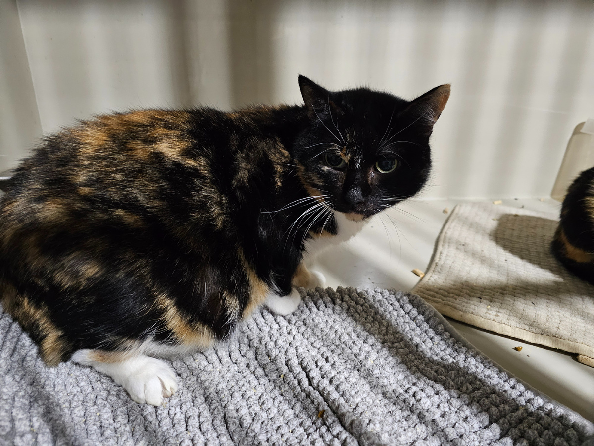 Фото автора. Наша дикая кошка.