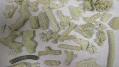    Фото: Уральское таможенное управление