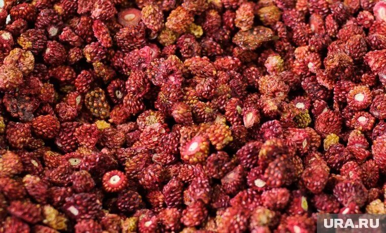 На вкус салак напоминает землянику. Фото: Владимир Жабриков © URA.RU