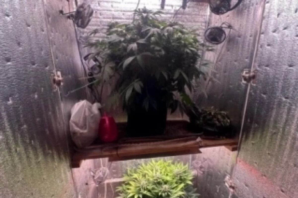    Четверо жителей Новосибирска выращивали коноплю в арендованных квартирах