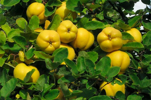 Айва на дереве