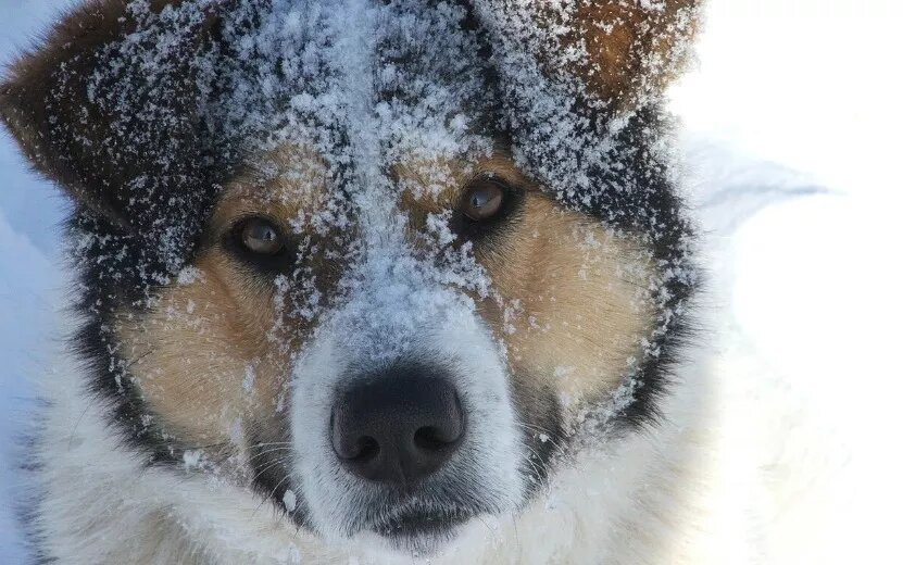    Опрос IZHLIFE: более 50% ижевчан высказались против эвтаназии бездомных животных