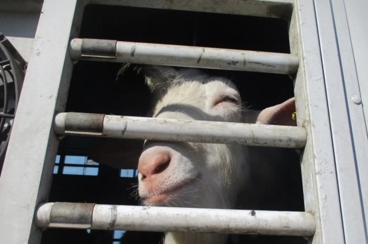    Овец и коз на Южном Урале нужно зарегистрировать поголовно до 1 сентября