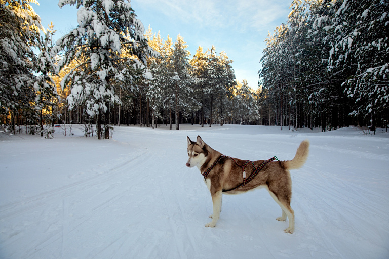    Бастрыкин поручил узнать, почему в Нижневартовске нет отлова злых бродячих собак