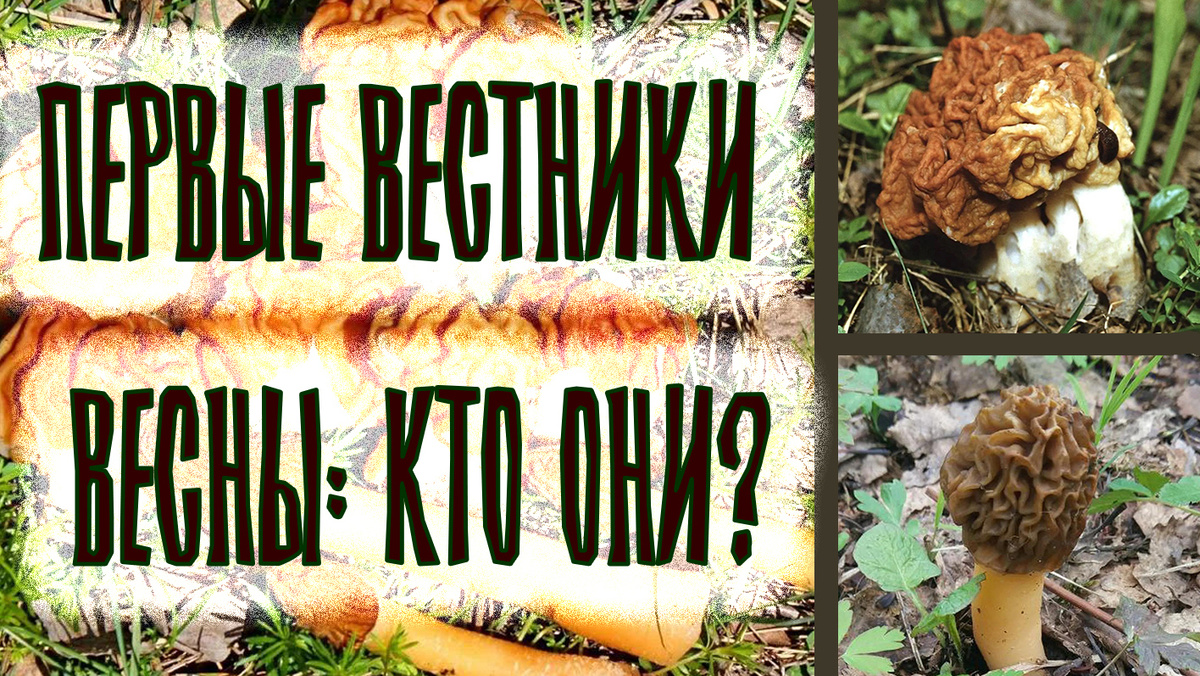 Статья о первых грибах весны - сморчки и строчки 