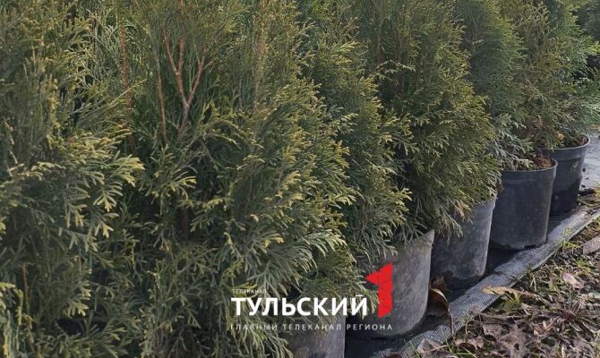 Автор: Первый Тульский