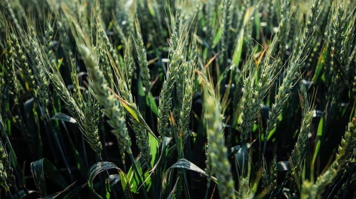    администрация Краснодара