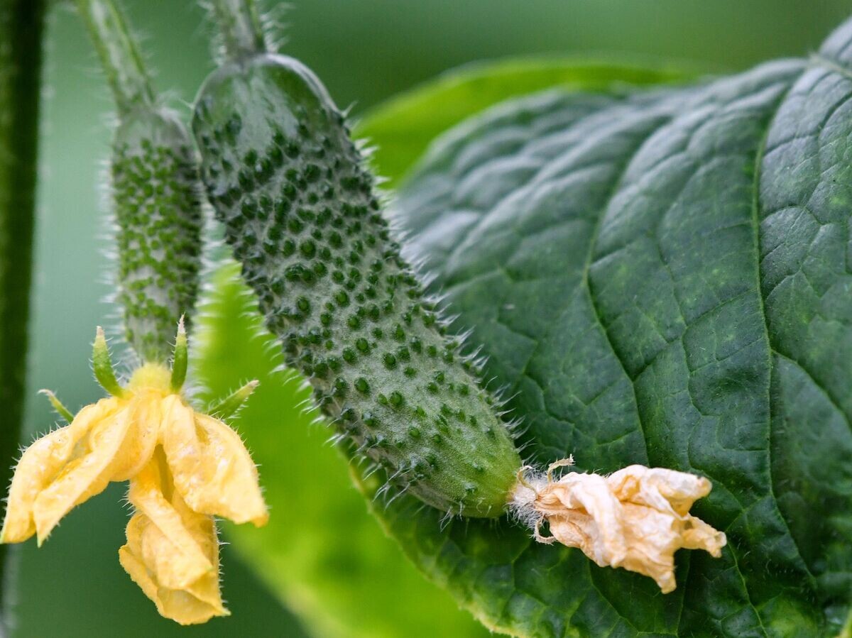    Посадка огурцов© РИА Новости / Константин Михальчевский