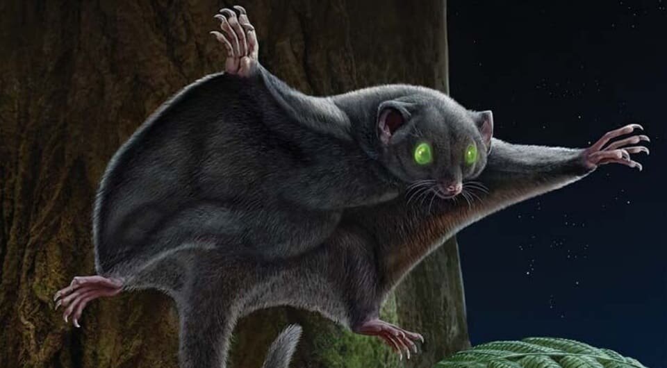   Matthew D. Shawkey et al. / Science, 2025