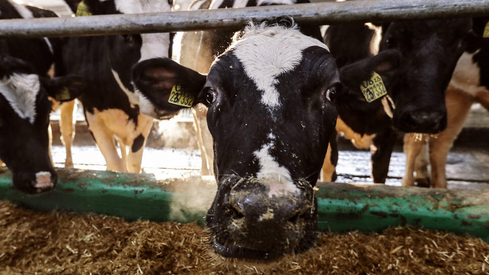 Фото: Артем Краснов / Коммерсантъ