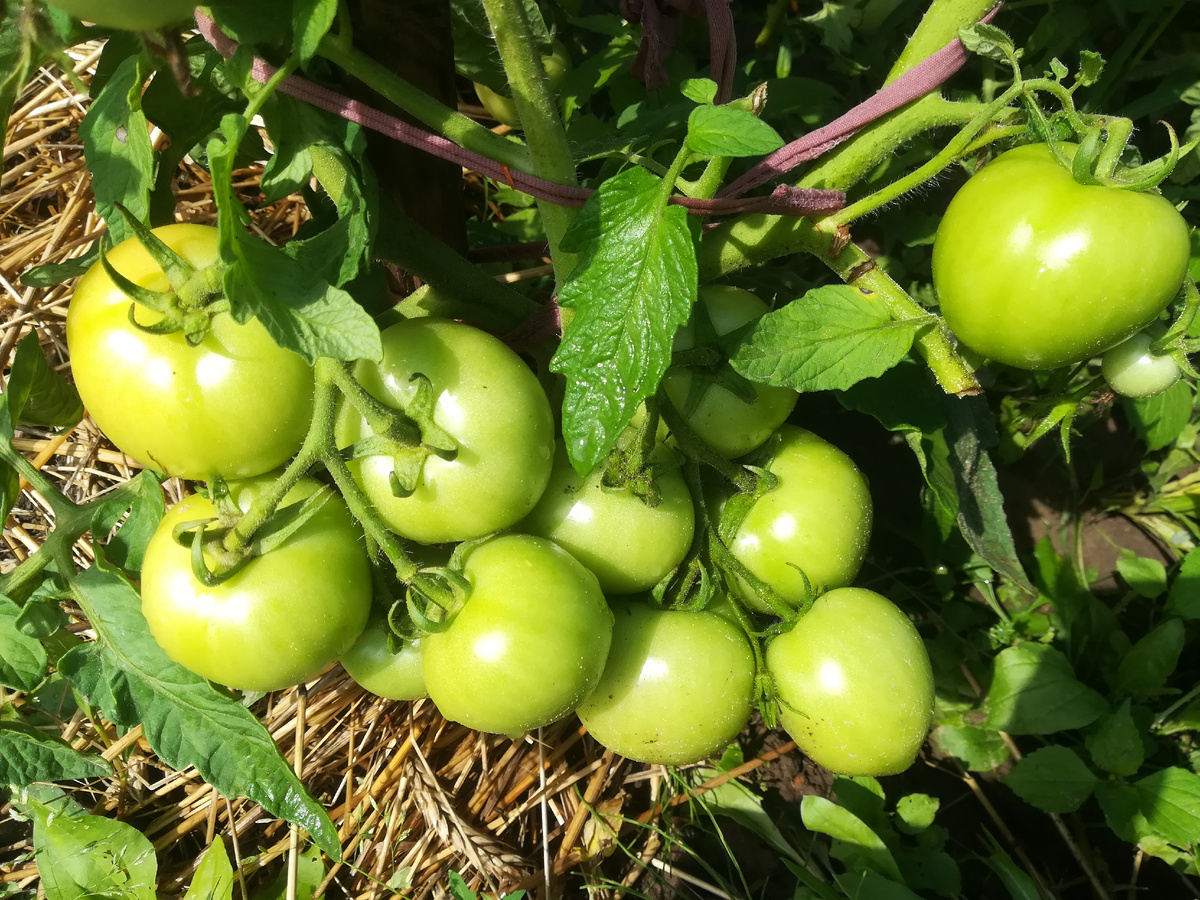 Каждый огородник мечтает о богатых урожаях 