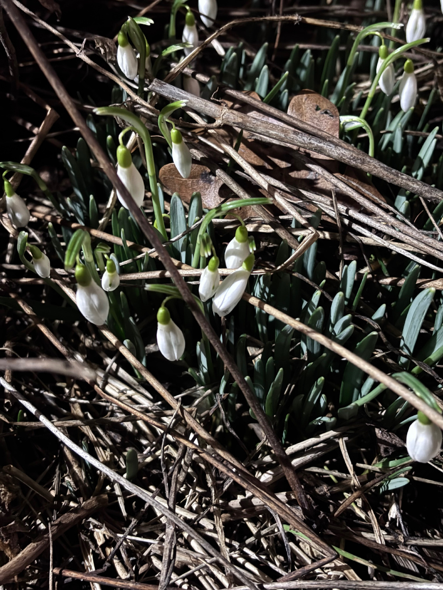 Нашли подснежники