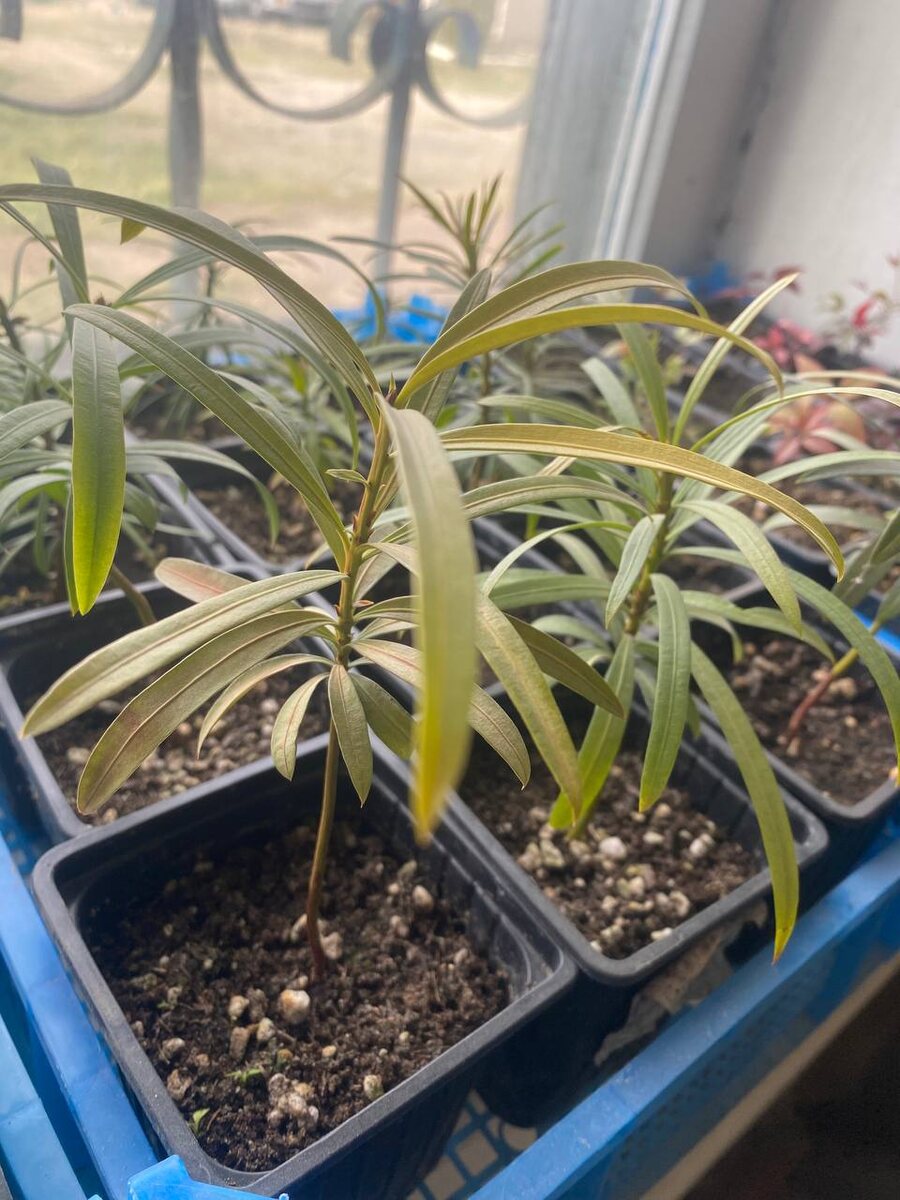 Фото автора. Растения Влада