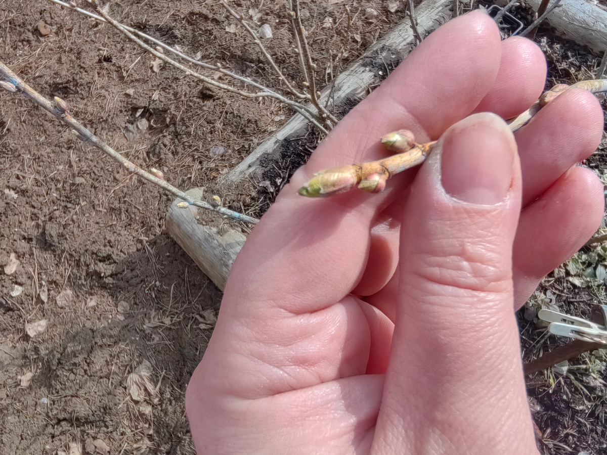 Верхушечная почка всегда крупнее остальных. Но она должна быть вытянутой, а не круглой! 