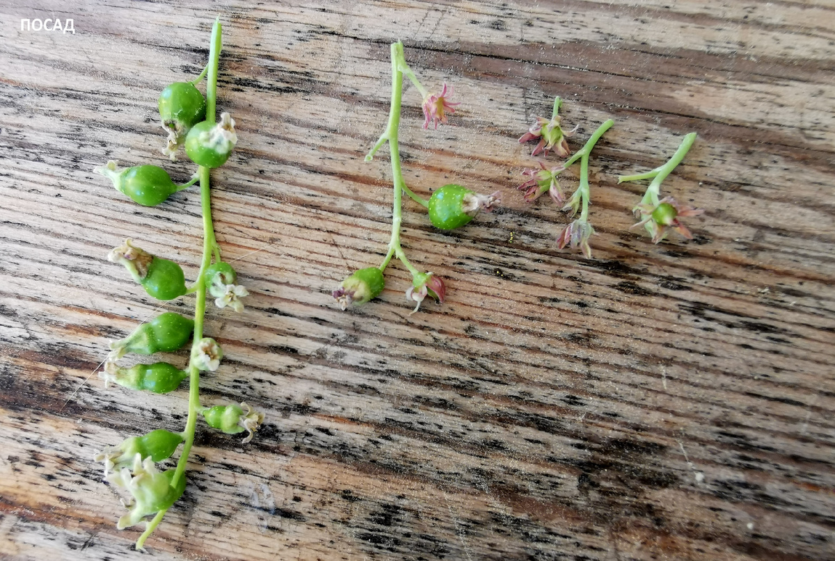 Слева - нормальная кисть, всё, что правее - поражённые махровостью. Ягоды перестают завязываться.