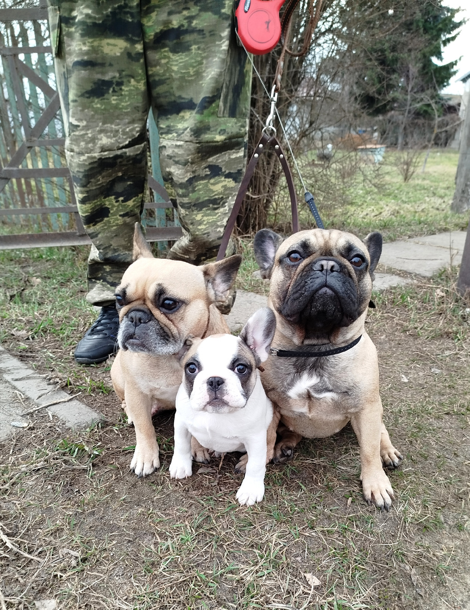 Бульдоги наши