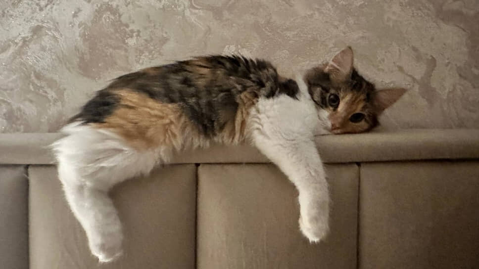 Фото: Ксения Алферова / Коммерсантъ