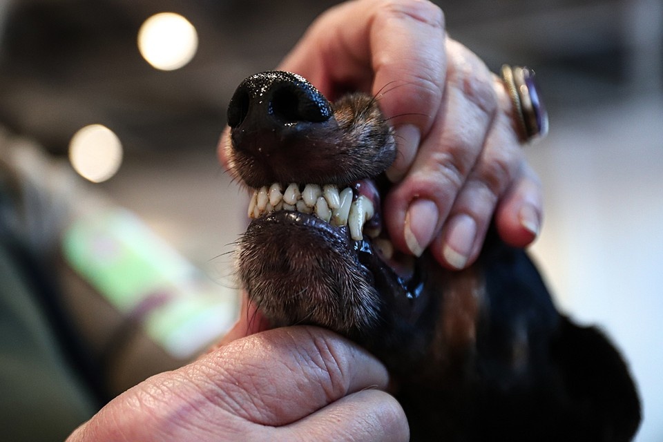 Покупка собаки и кошки не должна становиться ловушкой на всю жизнь