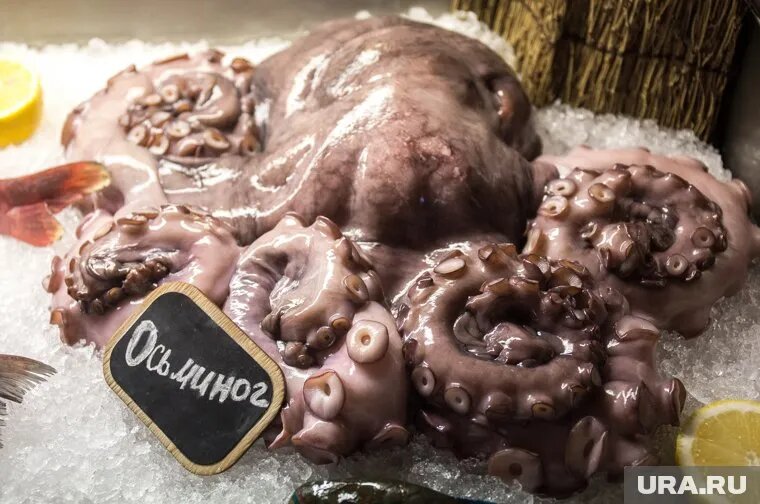 За 13,4 млн рублей можно купить осьминога или квартиру в Перми. Фото: Наталья Чернохатова © URA.RU