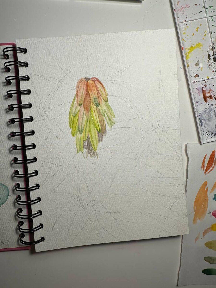 Сначала прорисовала увядающие бутоны