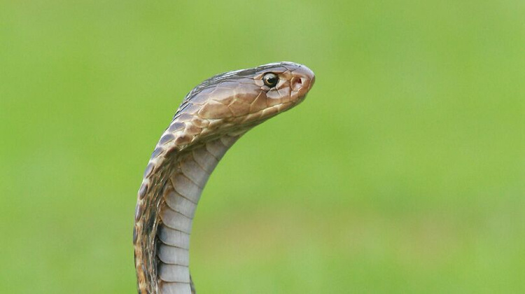 Mohan Moolepetlu/Unsplash