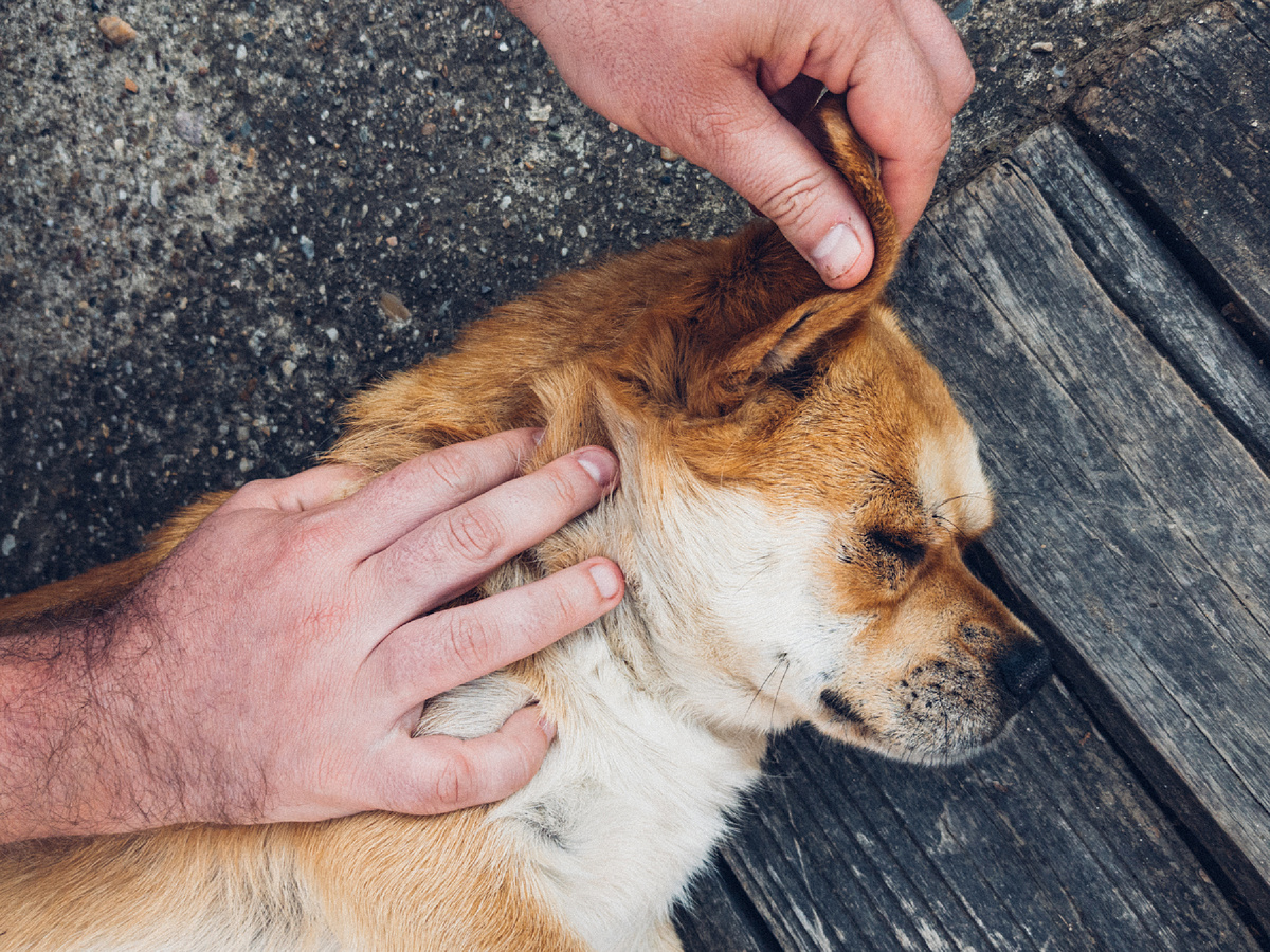 По результатам исследования учёных из британского Королевского ветеринарного колледжа: анализ укусов 905 тыс. собак показал, что клещи кусают кобелей в 1,24 раза чаще, чем милых дам. Фотография: Ivan Radic, CC BY 2.0