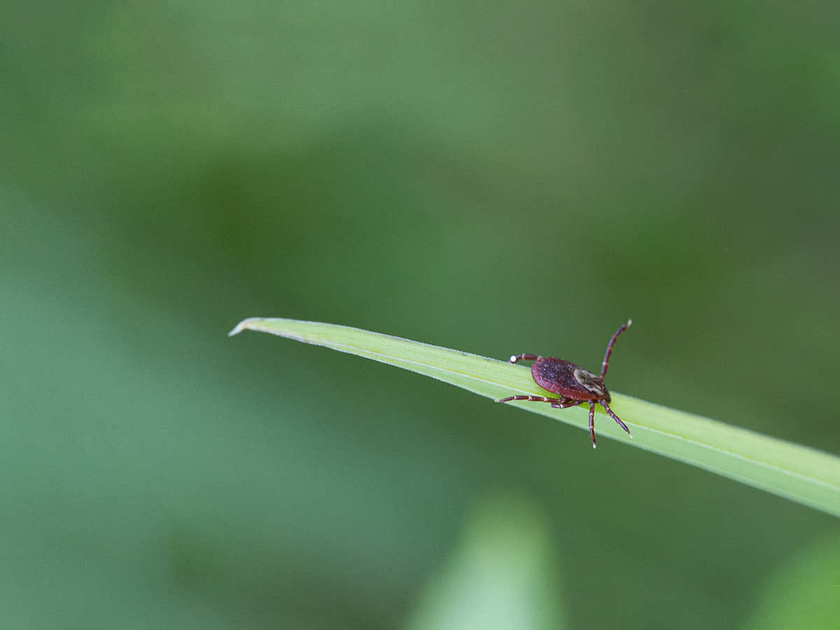 Иксодовый клещ собственной персоной. Фотография: Neal Skorka, CC BY-NC.
