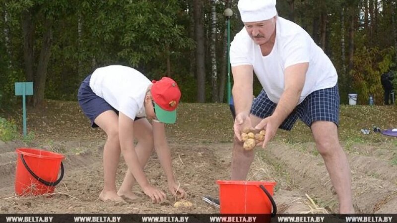     Лукашенко с сыном убрали картофель. belta.by