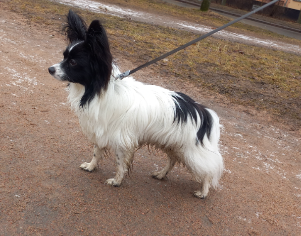 Морда и хвост выражают отношение к погоде