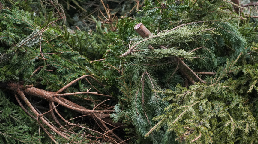   Фото: ИЗВЕСТИЯ/Эдуард Корниенко