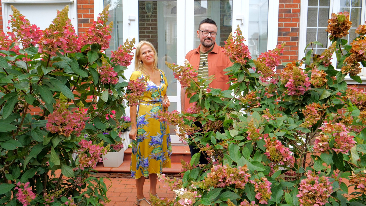 гортензия Пинки Винки 