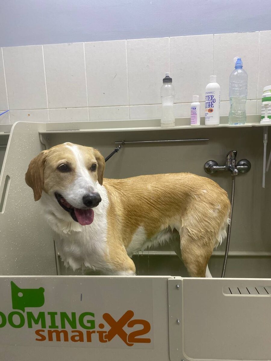 Совершенно не боится водных процедур, даже наоборот - получает от них удовольствие)