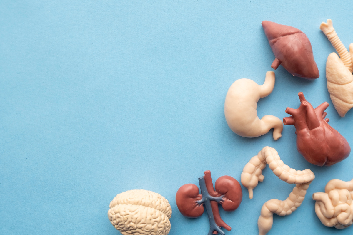 Органы, на которые влияет вода