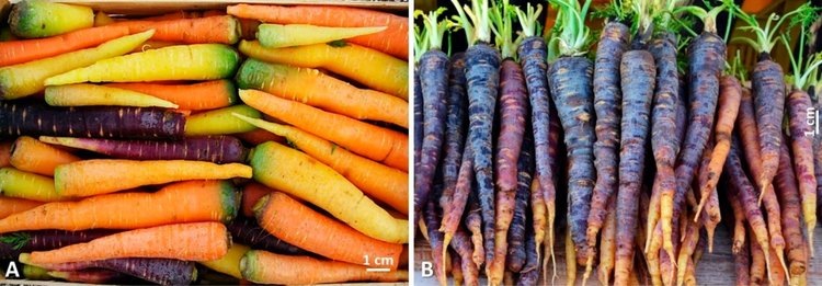    Апулейскую морковь от импотенции хотят зарегистрировать в качестве сохраняемого сорта для коммерциализации семян