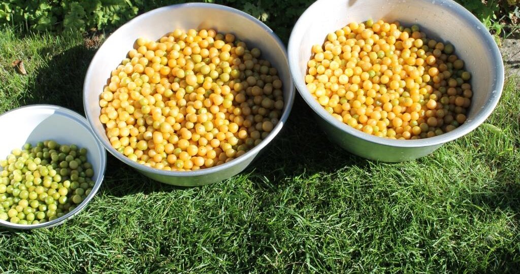 Когда пора сажать ягодный физалис на рассаду: сроки и особенности