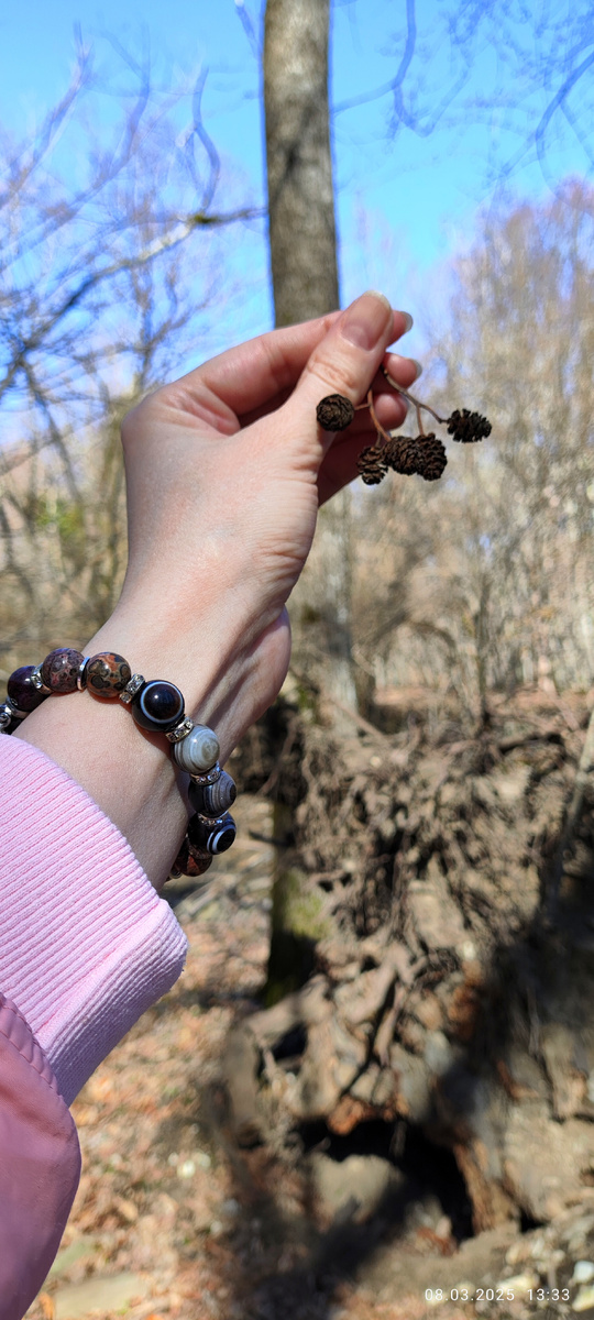 шишки Ольхи 