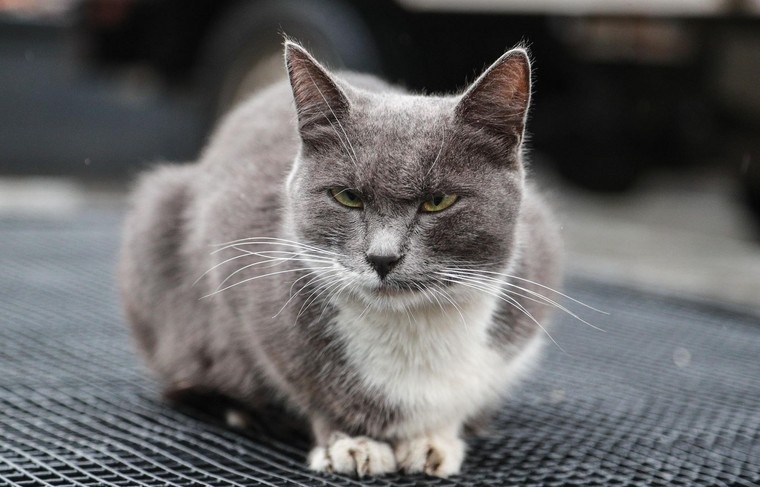    Сергей Булкин/NEWS.ru