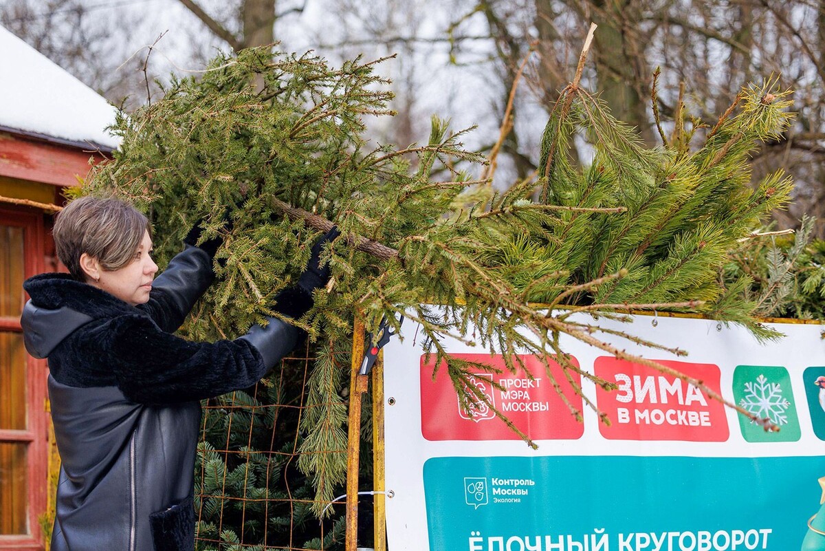    В Москве подсчитали количество новогодних ёлок, отправленных на переработку
