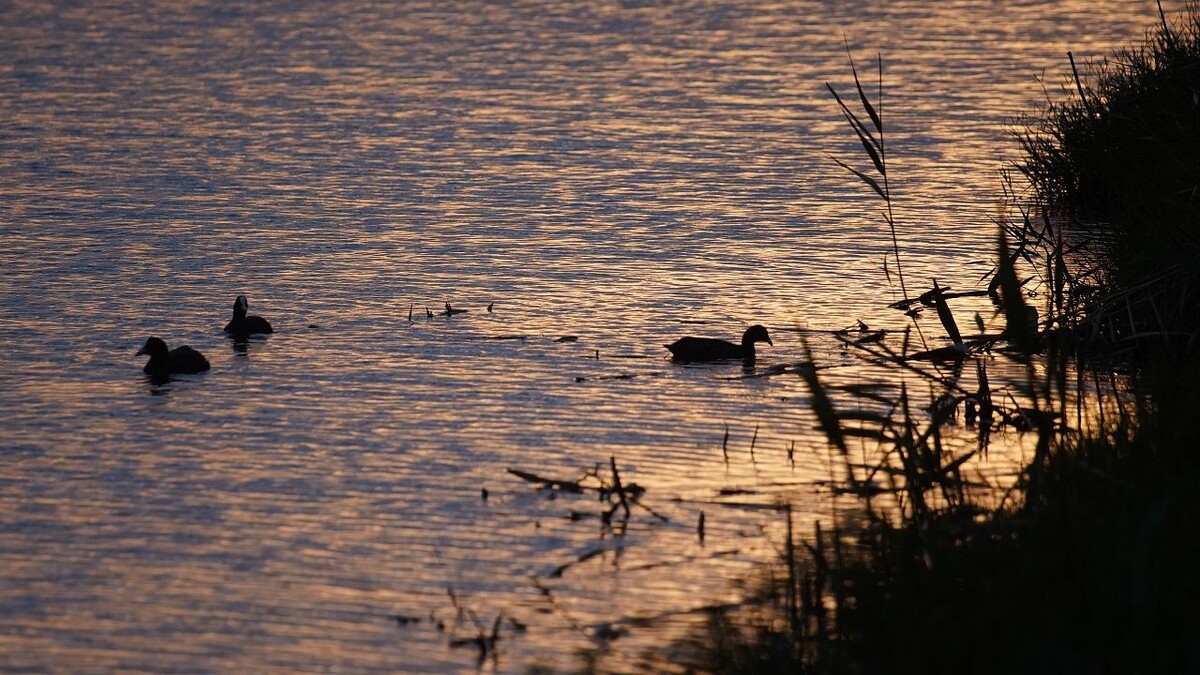    Фото: телеканал «Краснодар»