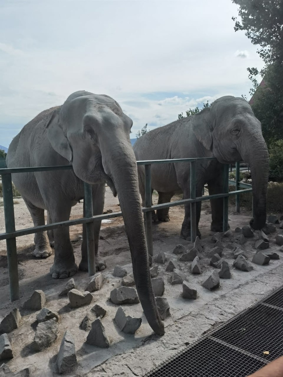 Соцсети парка львов «Тайган»