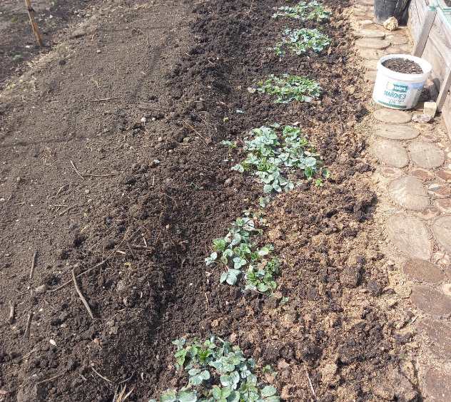 Старая грядка моя после весеннего ухода. 