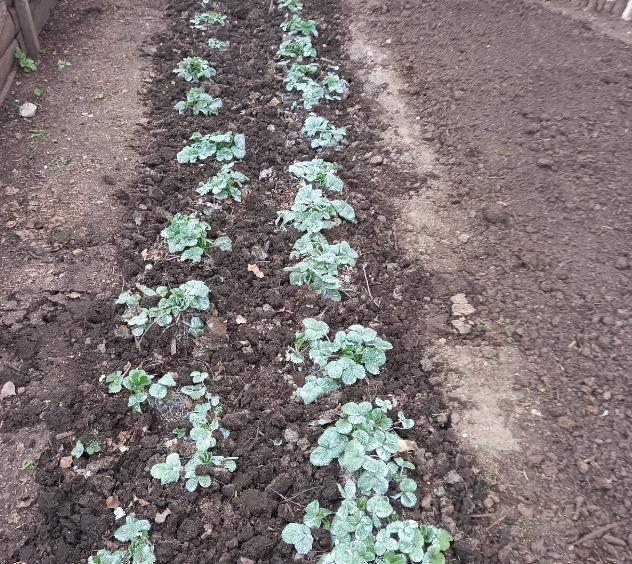 двухлетняя грядка