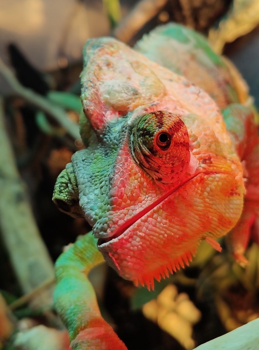 Наша глазастая личность - йеменский хамелеон Емельян)