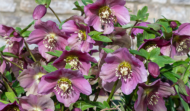 Морозники: самые морозостойкие виды и правила ухода за ними